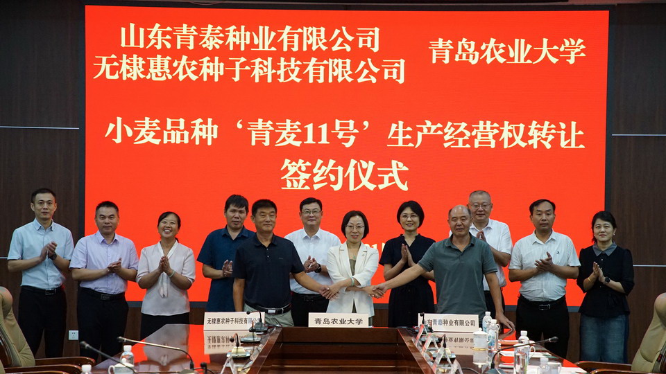 一粒小麦的抗旱耐盐史